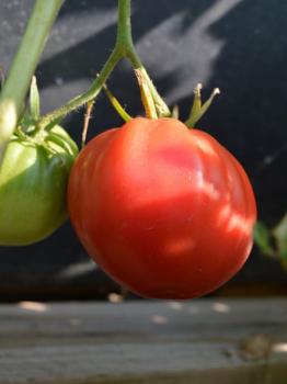 Tomate, Fleisch- "Ochsenherz" (Pflanze)
